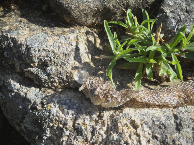 il biacco Rodolfo...sulla tomba di giganti